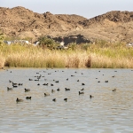 Ducks at Mittry Lake, Yuma