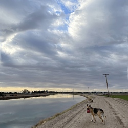 Take your dogs out to play on the canal roads