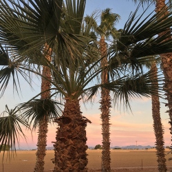 Sunset through the palms